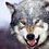 DoubleWolf